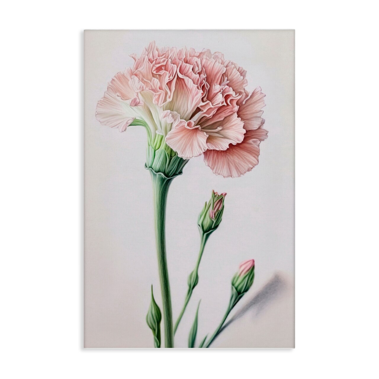 Stupell Industries Pale Carnation Budding Canvas Wall Art Design by Incado